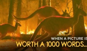 a content marketing agency may have curated this image of kangaroos fleeing from wildfires