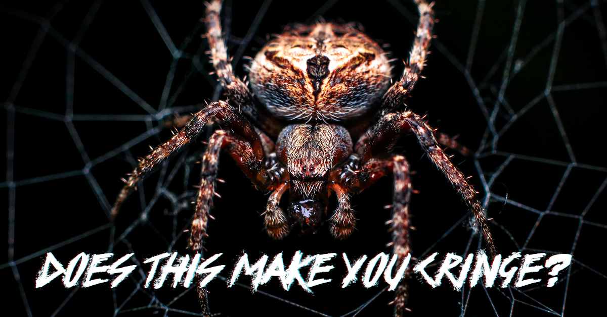 when employing Visual Content Marketing an image of a tarantula spider like this one will often evoke negative valence