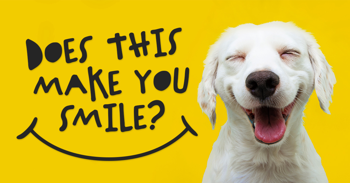 Visual Content Marketing involve posting images like this one of a smiling dog